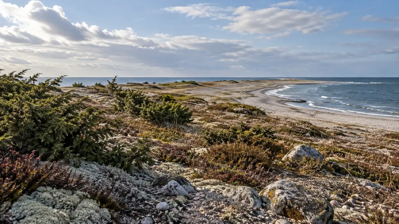 AI-created illustration: lichen and low vegetation on a sandy island coast