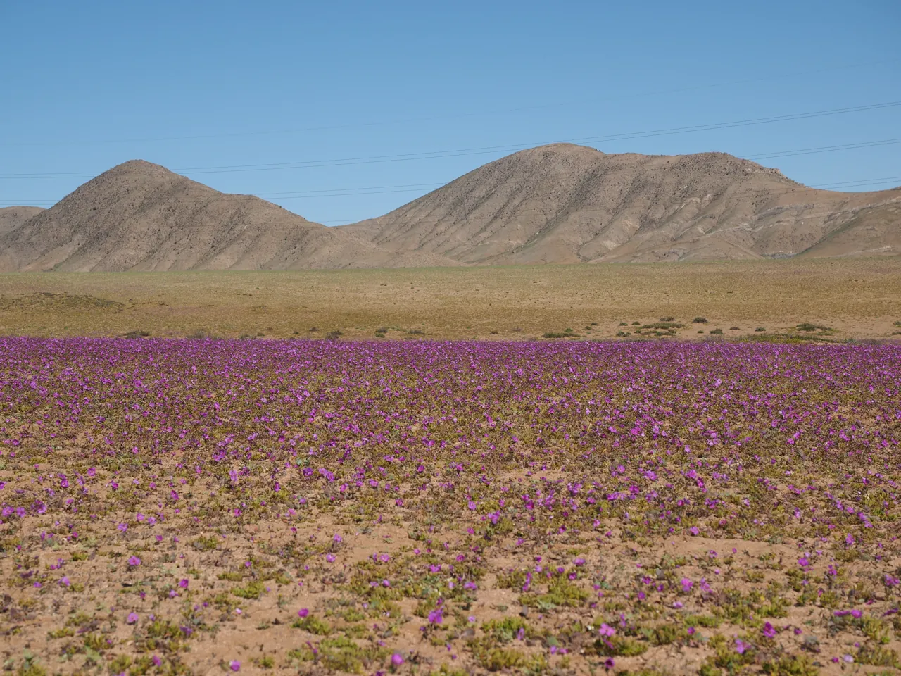 Purple desert flowers beneath bare hills