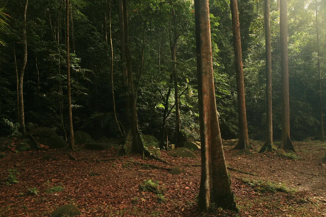 Trees at FRIM, Kepong.