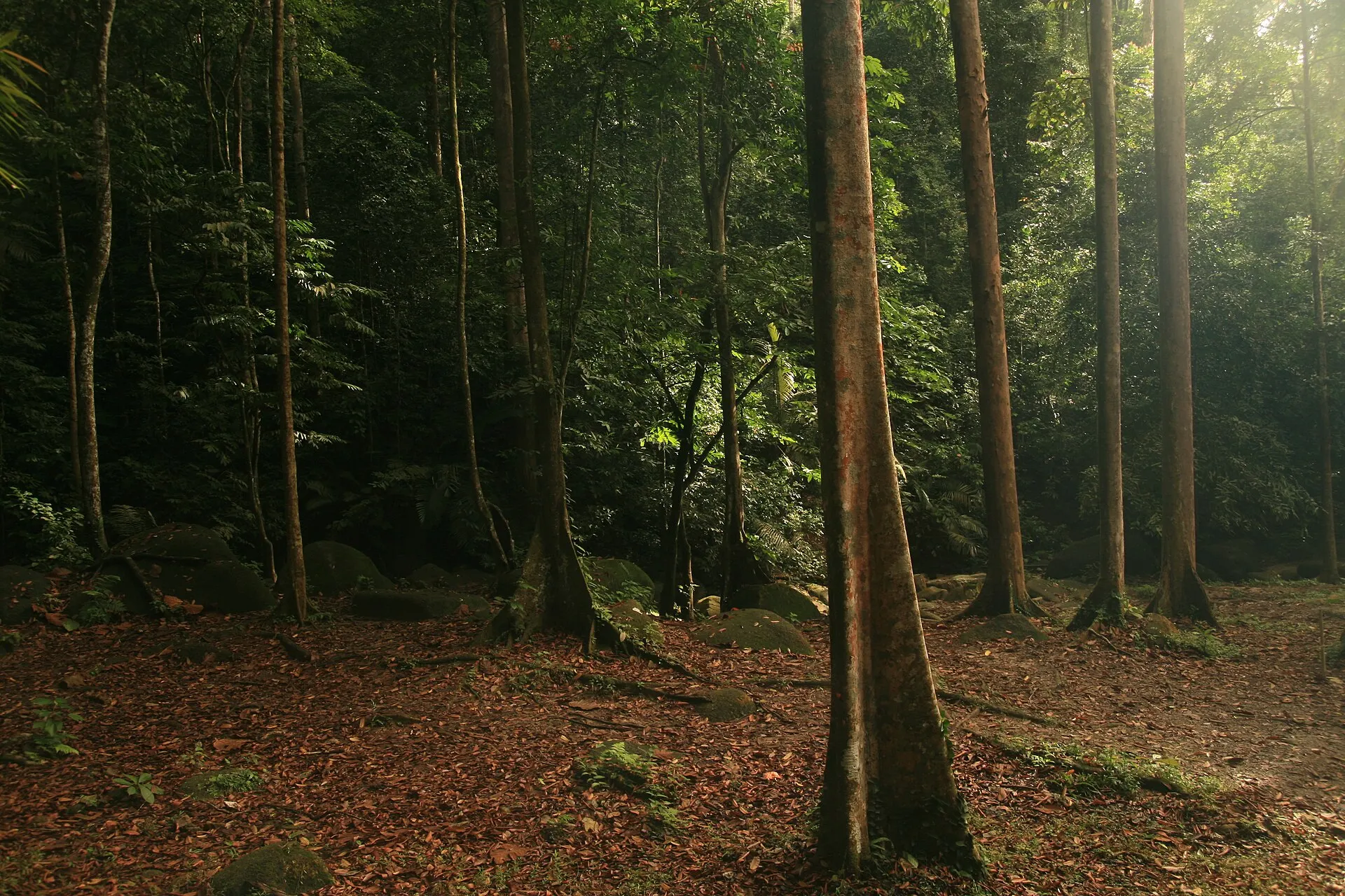 Trees at FRIM, Kepong.