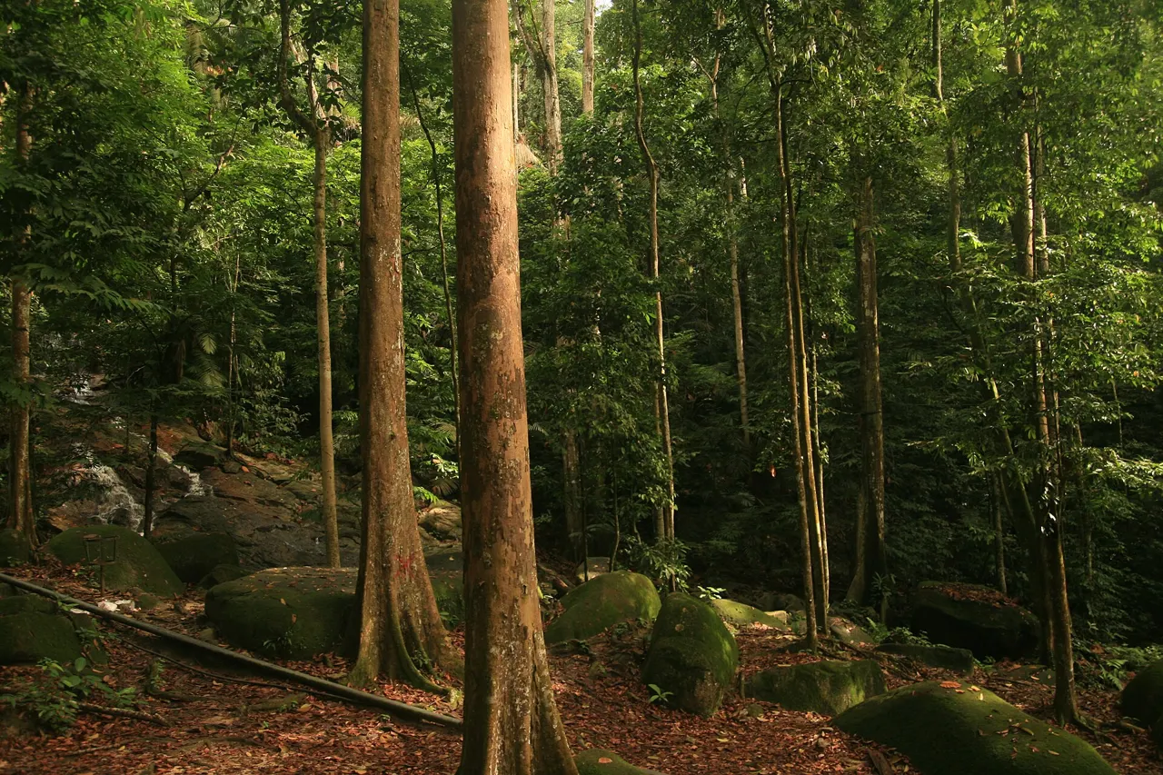 Forest floor and trunks at FRIM.