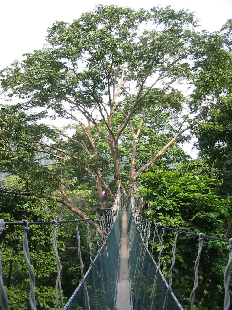 An archival view of FRIM’s earlier canopy walkway; this is not the current Forest Skywalk.