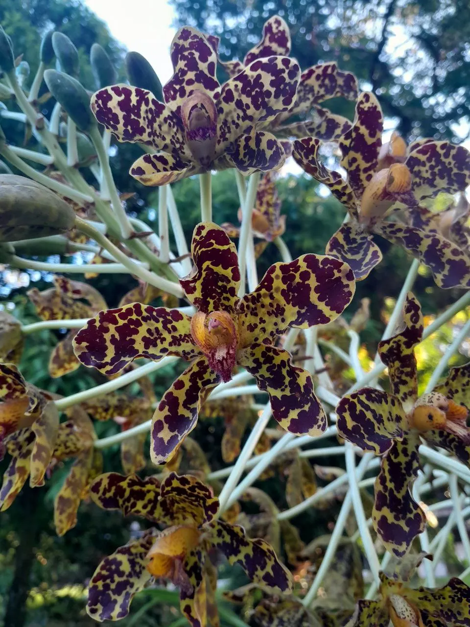 An orchid photographed at FRIM.