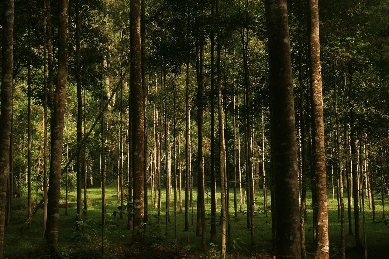 A stand of trees at FRIM.