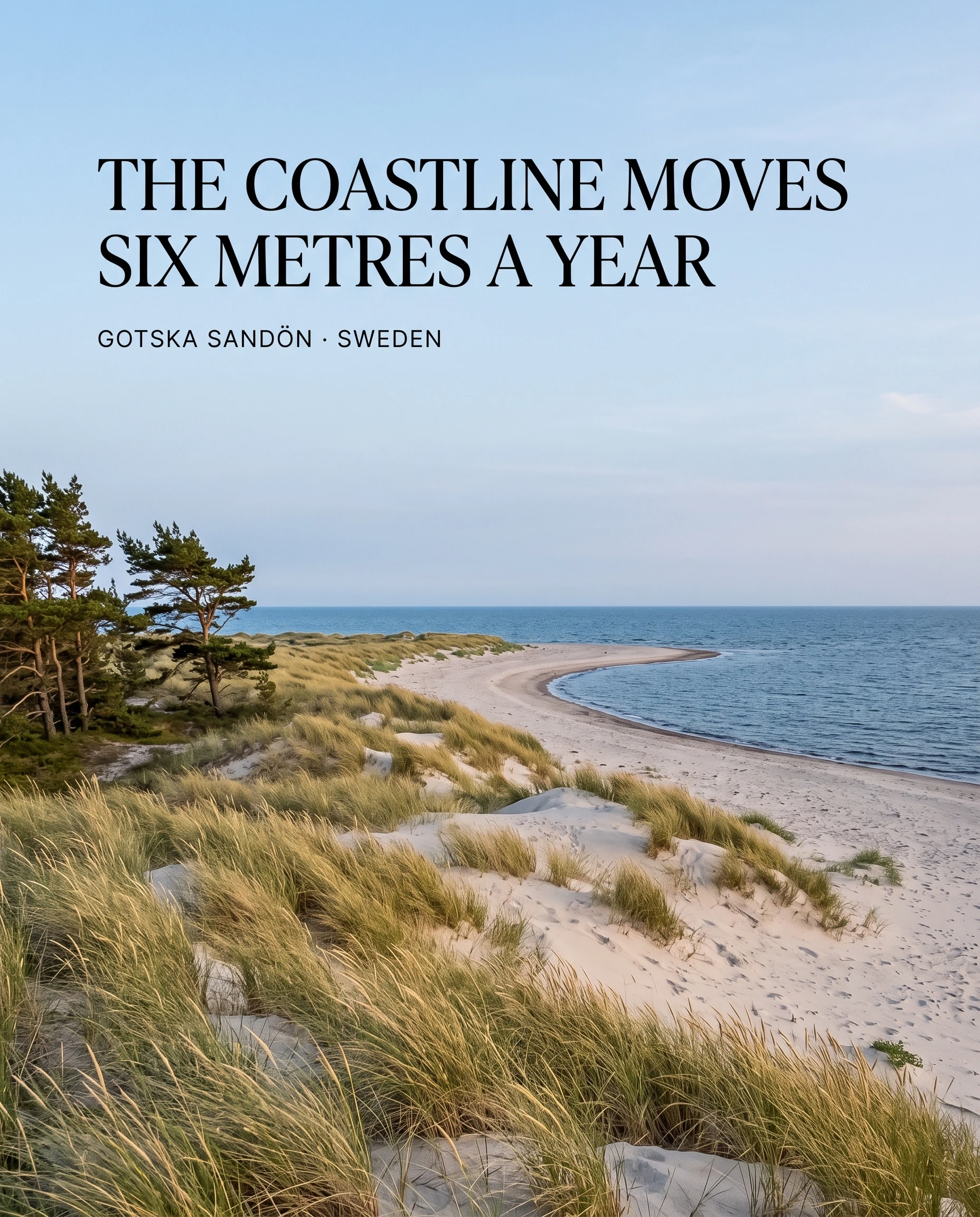 AI-created editorial illustration of the real pale beach, moving foredune and dark pine forest of Gotska Sandön in the Baltic Sea