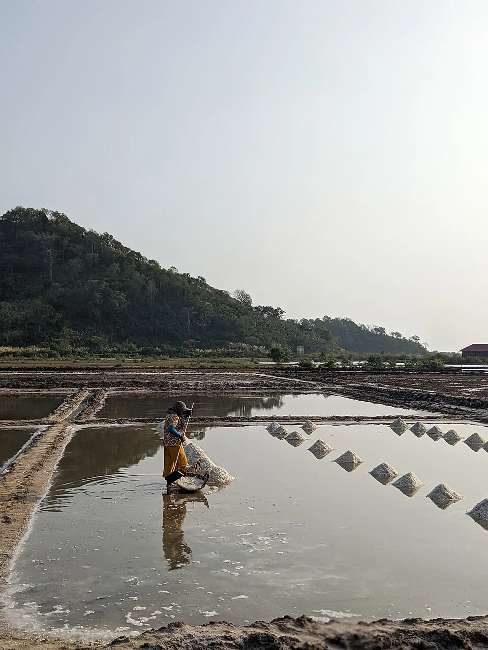 A person gathering salt in shallow pans near Kampot with hills behind, March 2023
