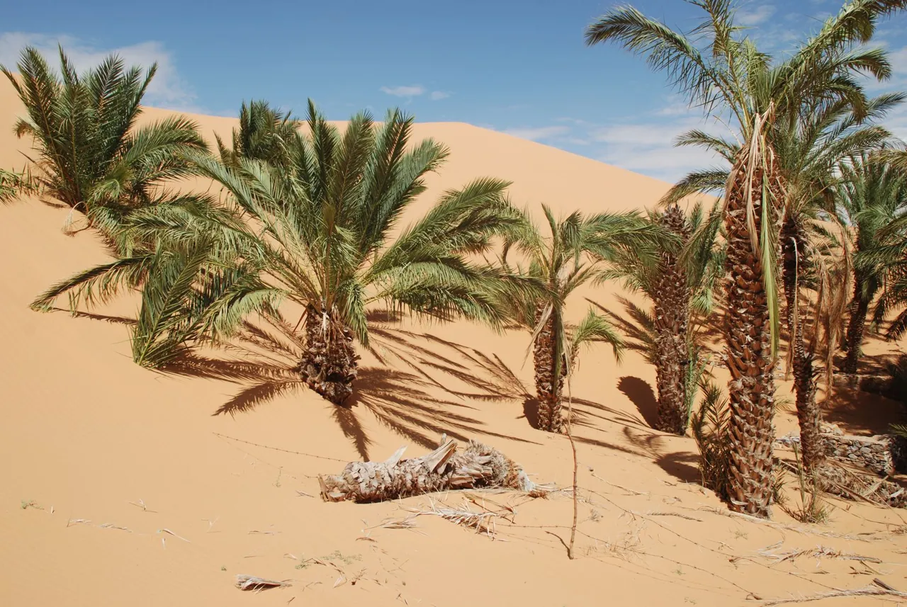 Date palms surrounded by sand at Chinguetti