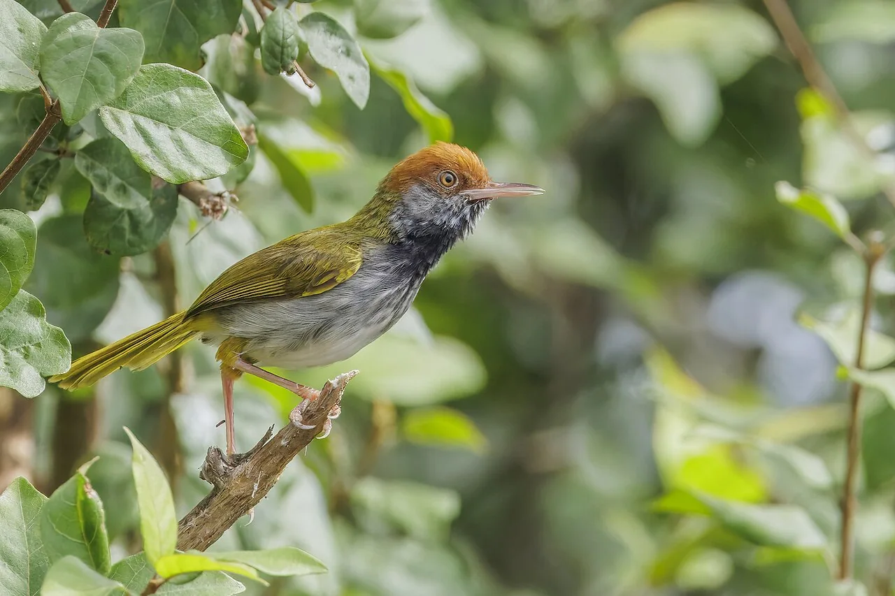 A dark-necked tailorbird photographed at Prek Toal