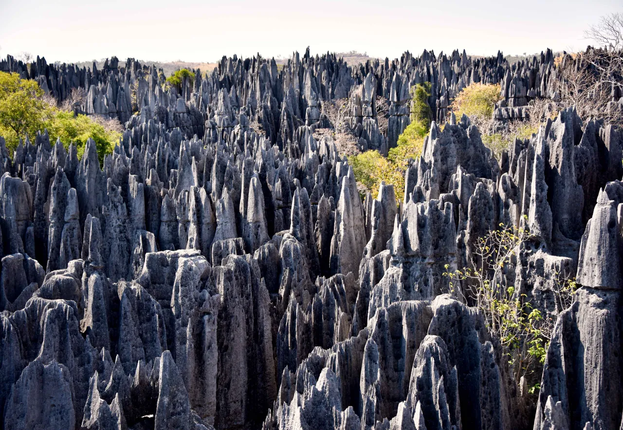 Sharp pale limestone pinnacles and green vegetation in Bemaraha