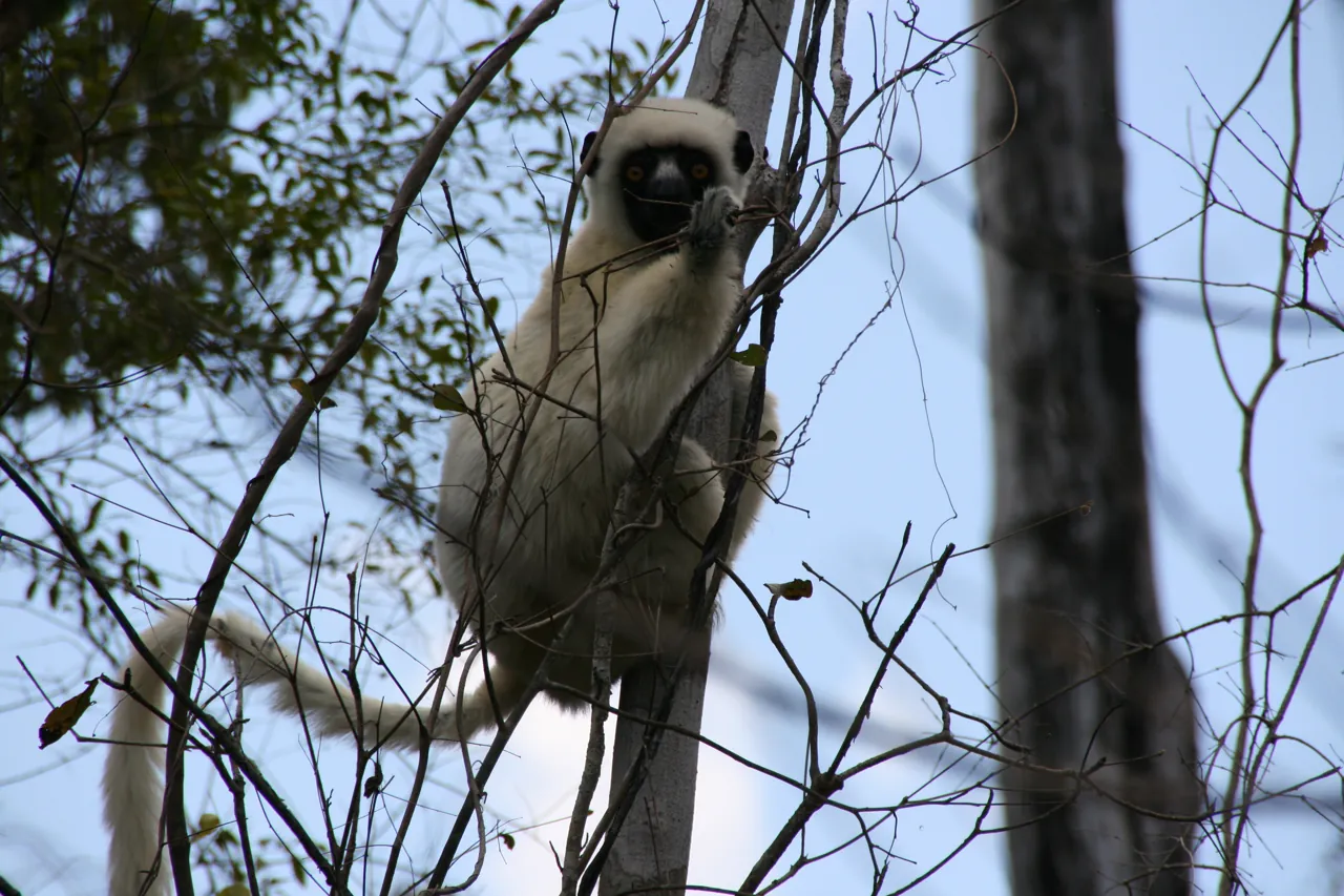 A pale Decken’s sifaka sitting among branches