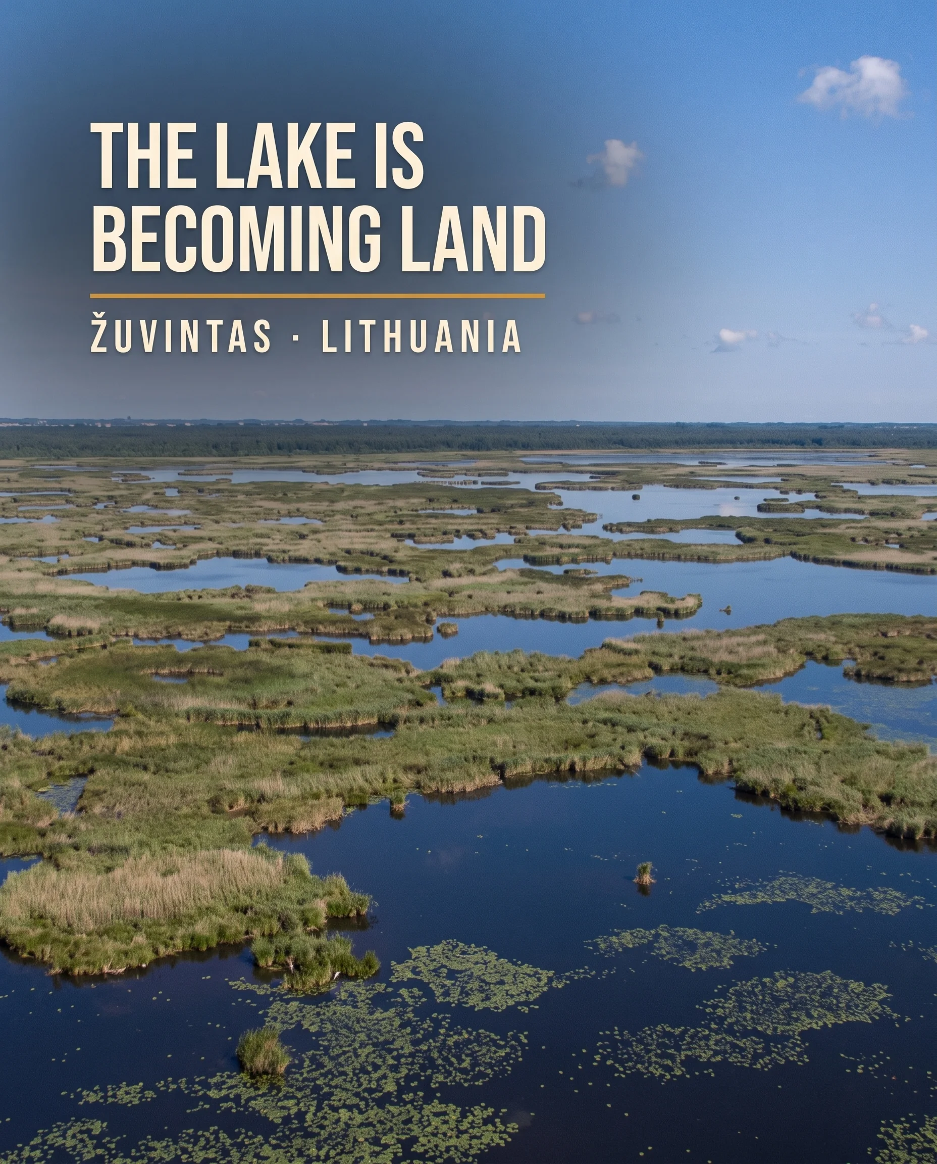 AI-created editorial illustration of the real shallow mosaic of open water, reed islands and marsh at Lake Žuvintas in Lithuania